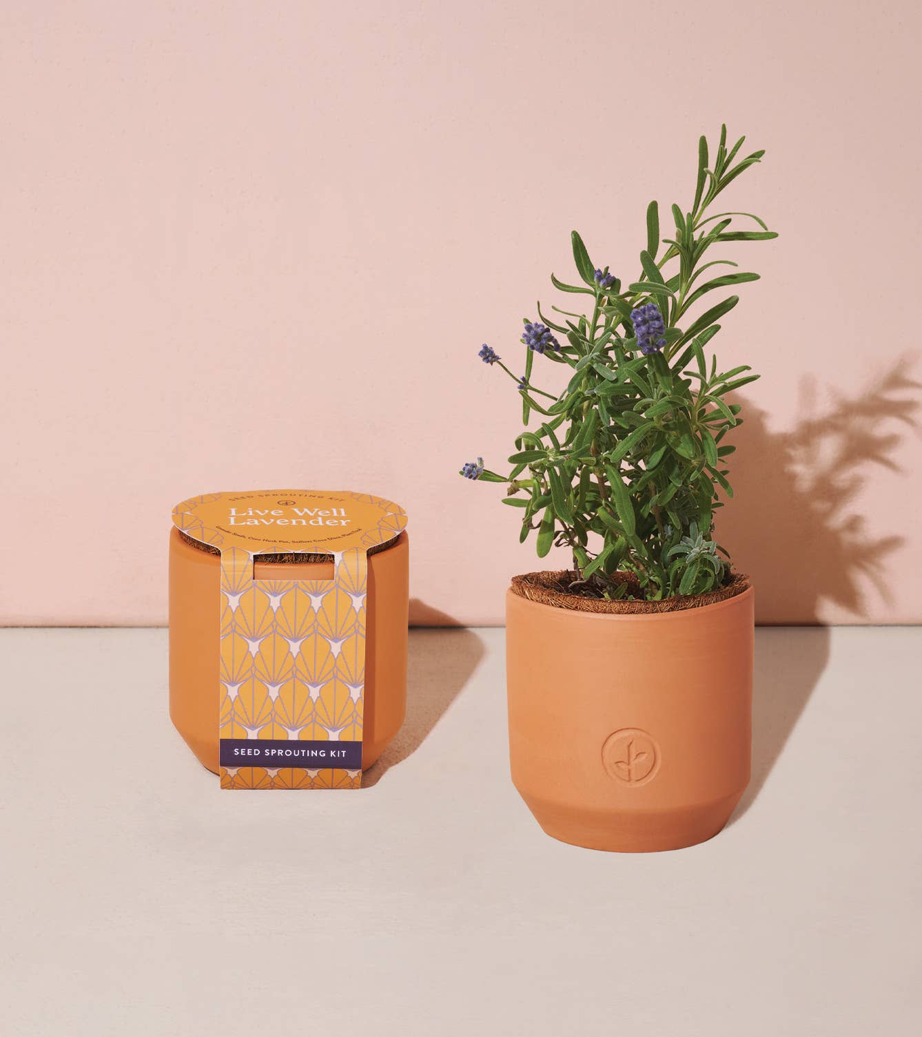 Tiny Terracotta Kits